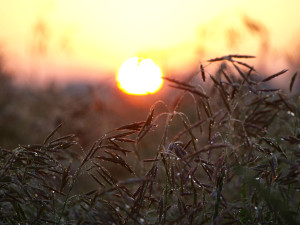 sunrise-and-wheat